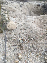 Nemacladus secundiflorus robbinsii