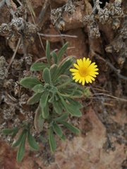 Calendula suffruticosa algarbiensis