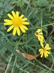 Senecio inaequidens