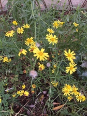 Senecio inaequidens