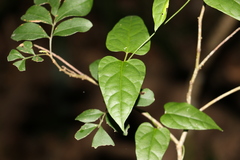 Leichhardtia longiloba