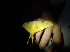 Actias sinensis