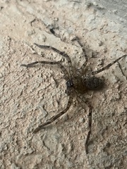 Heteropoda venatoria