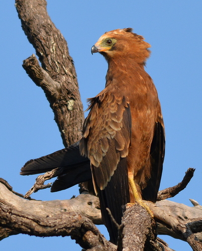 African Harrier-Hawk