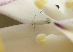 Prodoxus marginatus