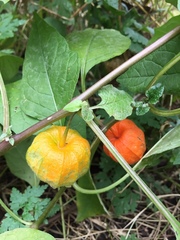 Alkekengi officinarum