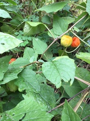 Alkekengi officinarum