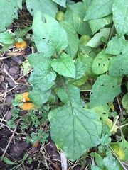 Alkekengi officinarum