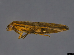 Epermenia exilis