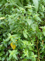 Chloranthales