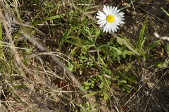 Aphanostephus skirrhobasis