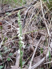 Spiranthes spiralis image