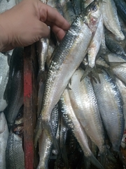 Sardinella aurita
