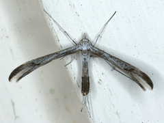 Platyptilia celidotus