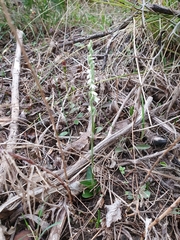 Spiranthes spiralis image