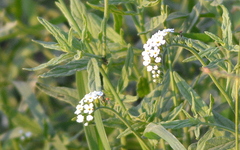 Heliotropium steudneri