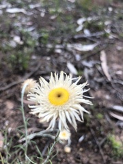 Chrysocephalum baxteri