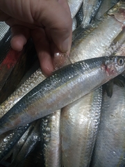 Sardinella aurita