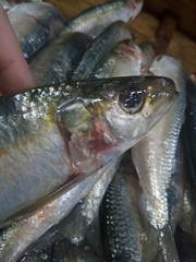 Sardinella aurita