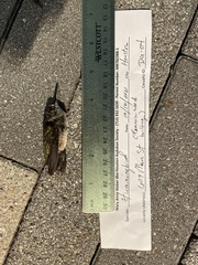 Archilochus colubris