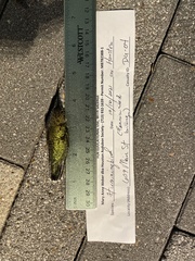 Archilochus colubris