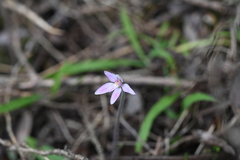 Caladenia latifolia