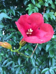 Magnoliopsida
