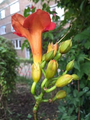 Magnoliopsida