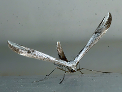 Platyptilia celidotus