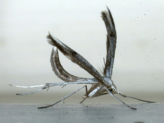Platyptilia celidotus