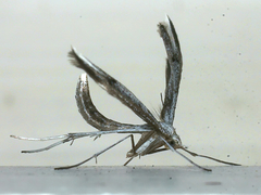 Platyptilia celidotus