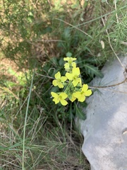 Brassica repanda maritima