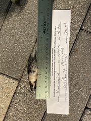 Archilochus colubris