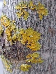 Xanthoria parietina