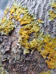 Xanthoria parietina