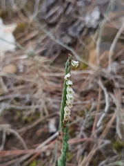 Spiranthes spiralis image