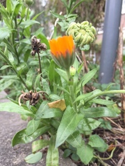 Calendula