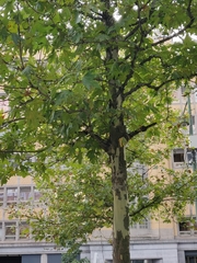 Platanus × hispanica