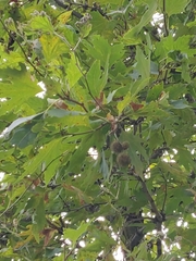 Platanus × hispanica