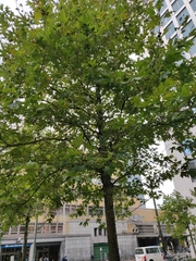 Platanus × hispanica