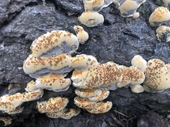 Pseudoinonotus dryadeus