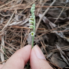 Spiranthes spiralis image