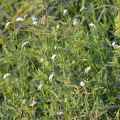 Heliotropium steudneri