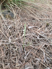 Spiranthes spiralis image