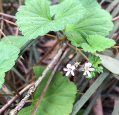 Pelargonium littorale