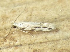 Mompha brevivittella