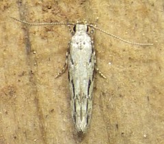 Mompha brevivittella