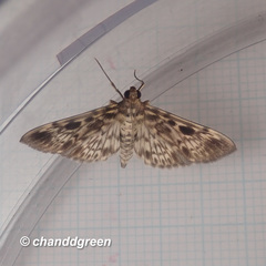 Rhimphaliodes macrostigma