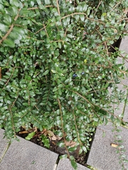 Lonicera ligustrina