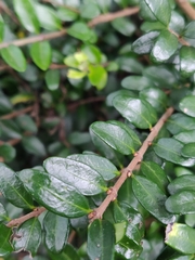 Lonicera ligustrina